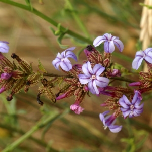 Photographie n°56620 du taxon Plumbago europaea L. [1753]