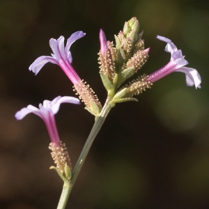 Photographie n°56622 du taxon Plumbago europaea L. [1753]