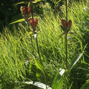 Photographie n°56647 du taxon Gentiana purpurea L. [1753]