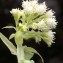  Liliane Roubaudi - Petasites albus (L.) Gaertn. [1791]