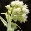  Liliane Roubaudi - Petasites albus (L.) Gaertn. [1791]