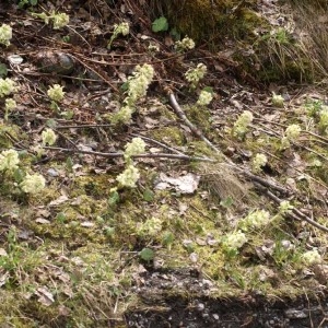 Photographie n°56664 du taxon Petasites albus (L.) Gaertn. [1791]