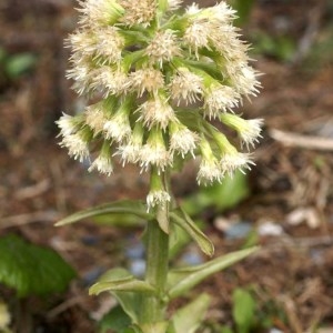 Photographie n°56666 du taxon Petasites albus (L.) Gaertn. [1791]