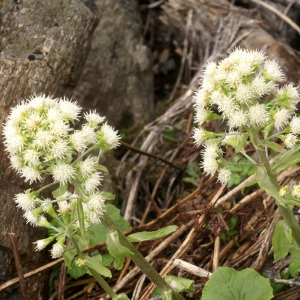 Photographie n°56668 du taxon Petasites albus (L.) Gaertn. [1791]