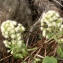  Liliane Roubaudi - Petasites albus (L.) Gaertn. [1791]