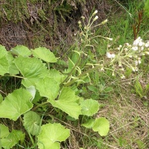 Photographie n°56670 du taxon Petasites albus (L.) Gaertn. [1791]