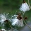  Liliane Roubaudi - Petasites albus (L.) Gaertn. [1791]