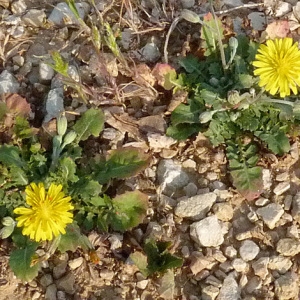 Photographie n°56730 du taxon Crepis bursifolia L. [1753]