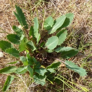 Photographie n°56733 du taxon Eryngium campestre L. [1753]