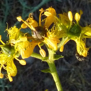 Photographie n°56739 du taxon Ruta angustifolia Pers. [1805]