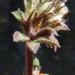 Photographie n°56741 du taxon Trifolium scabrum L. [1753]