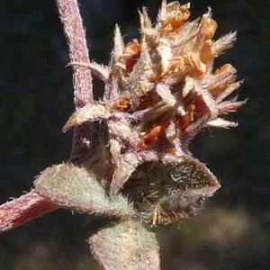 Photographie n°56742 du taxon Trifolium scabrum L. [1753]