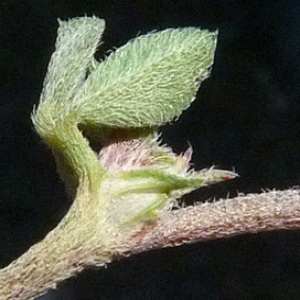 Photographie n°56743 du taxon Trifolium scabrum L. [1753]