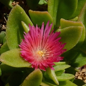 Photographie n°56747 du taxon Aptenia cordifolia (L.f.) Schwantes [1928]