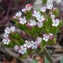  Bertrand BUI - Centranthus calcitrapae (L.) Dufr. [1811]