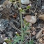  Bertrand BUI - Centranthus calcitrapae (L.) Dufr. [1811]