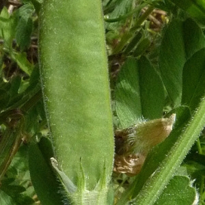 Photographie n°56768 du taxon Vicia hybrida L. [1753]