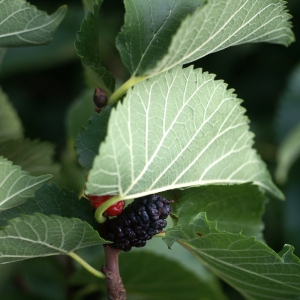 Photographie n°56769 du taxon Morus nigra L. [1753]