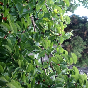 Photographie n°56770 du taxon Morus nigra L. [1753]