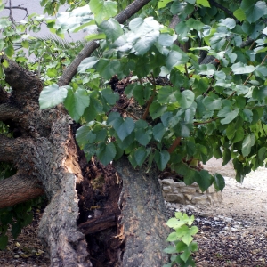 Photographie n°56771 du taxon Morus nigra L. [1753]