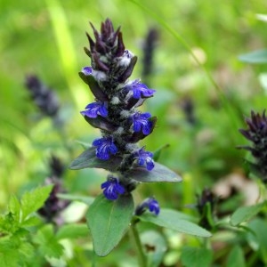 Photographie n°56788 du taxon Ajuga reptans L. [1753]