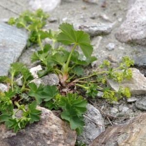 Photographie n°56789 du taxon Alchemilla fissa Günther & Schummel [1819]