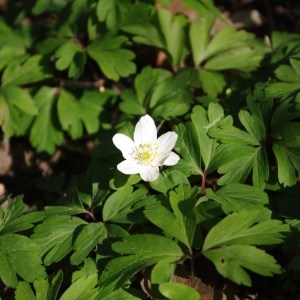 Photographie n°56791 du taxon Anemone nemorosa L. [1753]