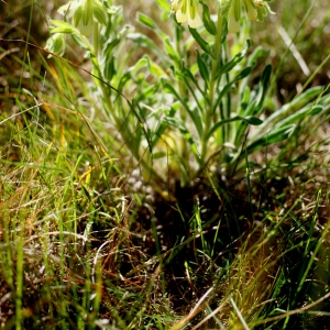 Photographie n°56792 du taxon Onosma fastigiata (Braun-Blanq.) Braun-Blanq. ex Lacaita [1924]