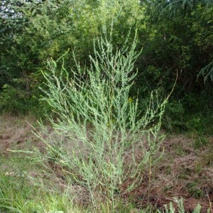 Photographie n°56804 du taxon Asparagus officinalis L. [1753]