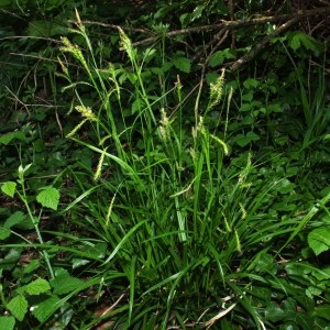 Photographie n°56810 du taxon Carex sylvatica Huds. [1762]