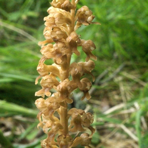 Photographie n°56817 du taxon Neottia nidus-avis (L.) Rich. [1817]