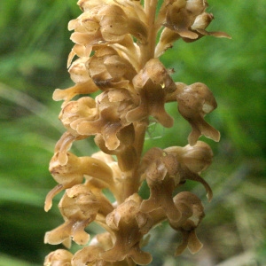 Photographie n°56818 du taxon Neottia nidus-avis (L.) Rich. [1817]