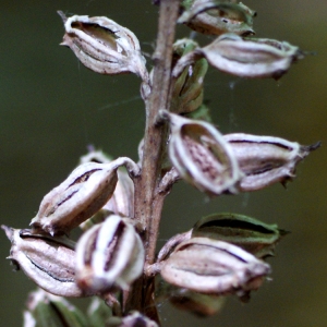 Photographie n°56822 du taxon Neottia nidus-avis (L.) Rich. [1817]