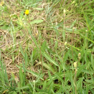 Photographie n°56823 du taxon Sonchus maritimus L. [1759]