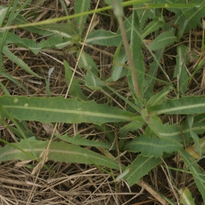 Photographie n°56824 du taxon Sonchus maritimus L. [1759]