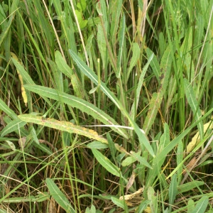 Photographie n°56825 du taxon Sonchus maritimus L. [1759]