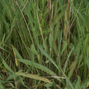 Photographie n°56826 du taxon Sonchus maritimus L. [1759]