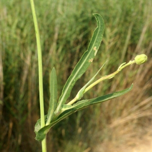 Photographie n°56827 du taxon Sonchus maritimus L. [1759]