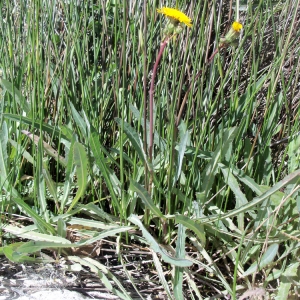Photographie n°56828 du taxon Sonchus maritimus L. [1759]