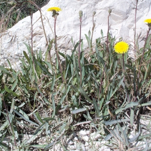 Photographie n°56829 du taxon Sonchus maritimus L. [1759]