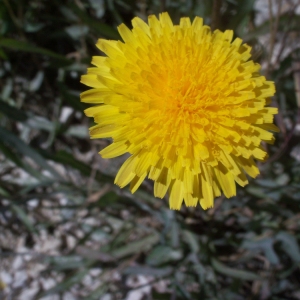 Photographie n°56830 du taxon Sonchus maritimus L. [1759]