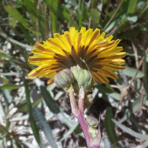 Photographie n°56831 du taxon Sonchus maritimus L. [1759]