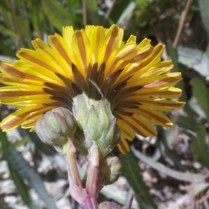 Photographie n°56832 du taxon Sonchus maritimus L. [1759]