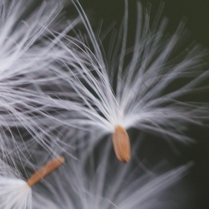 Photographie n°56833 du taxon Sonchus maritimus L. [1759]