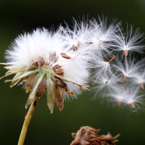 Photographie n°56834 du taxon Sonchus maritimus L. [1759]