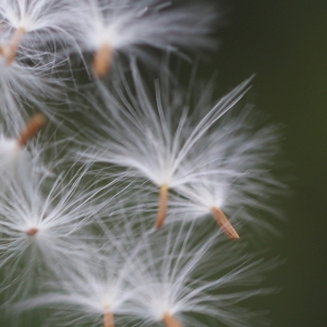 Photographie n°56835 du taxon Sonchus maritimus L. [1759]