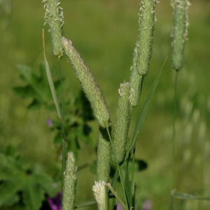 Photographie n°56842 du taxon Phalaris coerulescens var. villosula Parl. [1848]