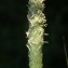  Liliane Roubaudi - Phalaris coerulescens var. villosula Parl. [1848]