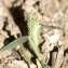  Liliane Roubaudi - Crypsis schoenoides (L.) Lam. [1791]