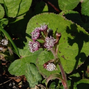 Photographie n°56858 du taxon Petasites fragrans (Vill.) C.Presl [1826]